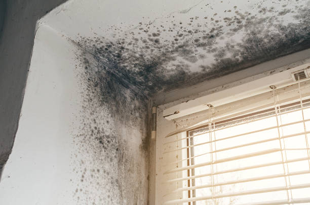 Affordable Mold Removal solutions in Concord, NC